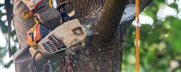 Best Tree Health Inspection  in East Speer, NC