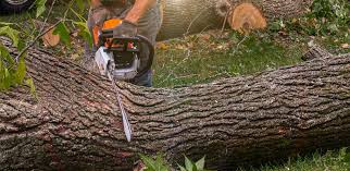 Best Tree Trimming and Pruning  in East Speer, NC