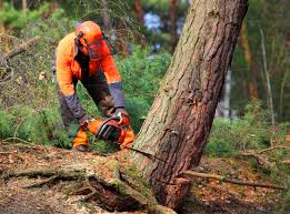 Best Tree Risk Assessment  in East Speer, NC